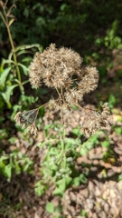 Eutrochium purpureum