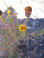 Erigeron petrophilus