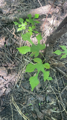 Vitis aestivalis