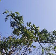 Vachellia sieberiana