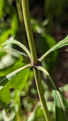 Eutrochium purpureum