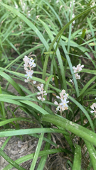 Liriope muscari