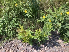 Asclepias syriaca
