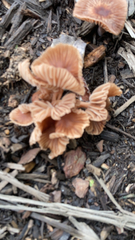 Laccaria laccata