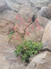 Heuchera sanguinea