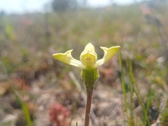 Disperis villosa