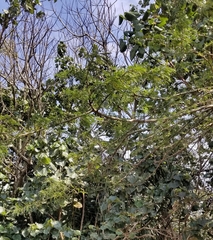 Vachellia sieberiana