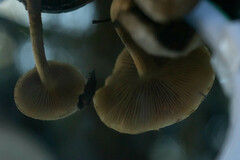 Pholiota multicingulata