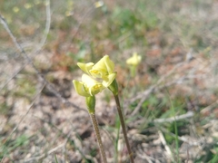 Disperis villosa