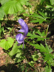 Aconitum variegatum