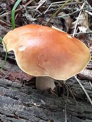 Boletus chippewaensis