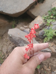 Heuchera sanguinea
