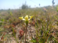 Disperis villosa
