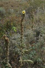 Verbascum ovalifolium