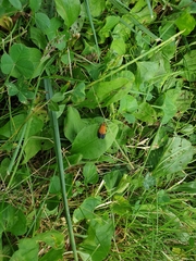Calopteron