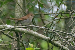 Catharus occidentalis