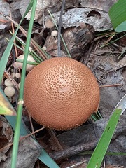 Cystoderma amianthinum