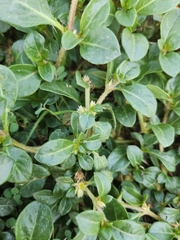 Alternanthera