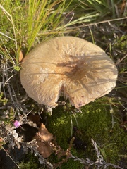 Lactarius torminosus