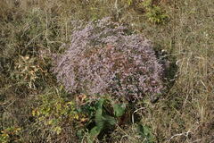Limonium platyphyllum
