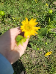 Silphium terebinthinaceum