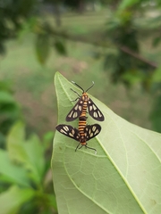 Amata huebneri