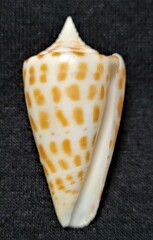 Conus spurius