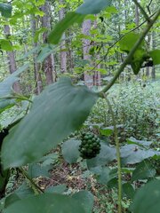 Smilax lasioneura