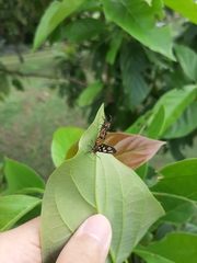 Amata huebneri
