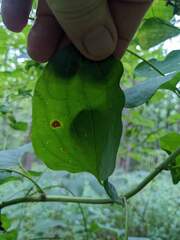Smilax lasioneura