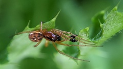 Pachygnatha listeri