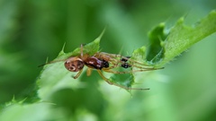 Pachygnatha listeri