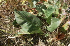 Limonium platyphyllum