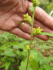 Solidago squarrosa