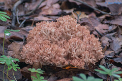 Ramaria