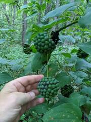 Smilax lasioneura
