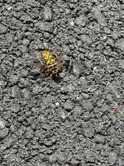 Milesia virginiensis