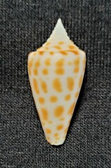 Conus spurius