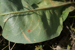 Limonium platyphyllum