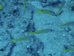 Lutjanus kasmira