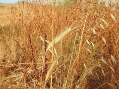 Hordeum