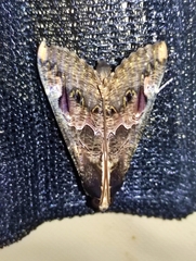 Sphingomorpha chlorea