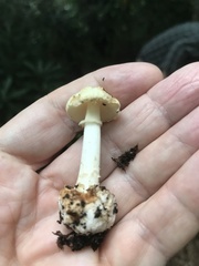 Amanita lavendula
