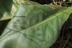 Limonium platyphyllum