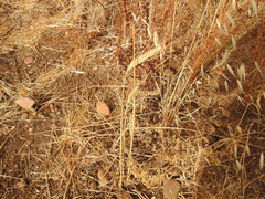 Hordeum