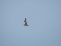 Larus fuscus heuglini