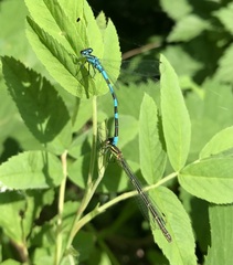 Coenagrion hastulatum