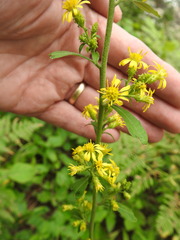 Solidago squarrosa