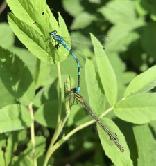 Coenagrion hastulatum