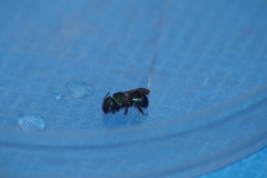 Osmia